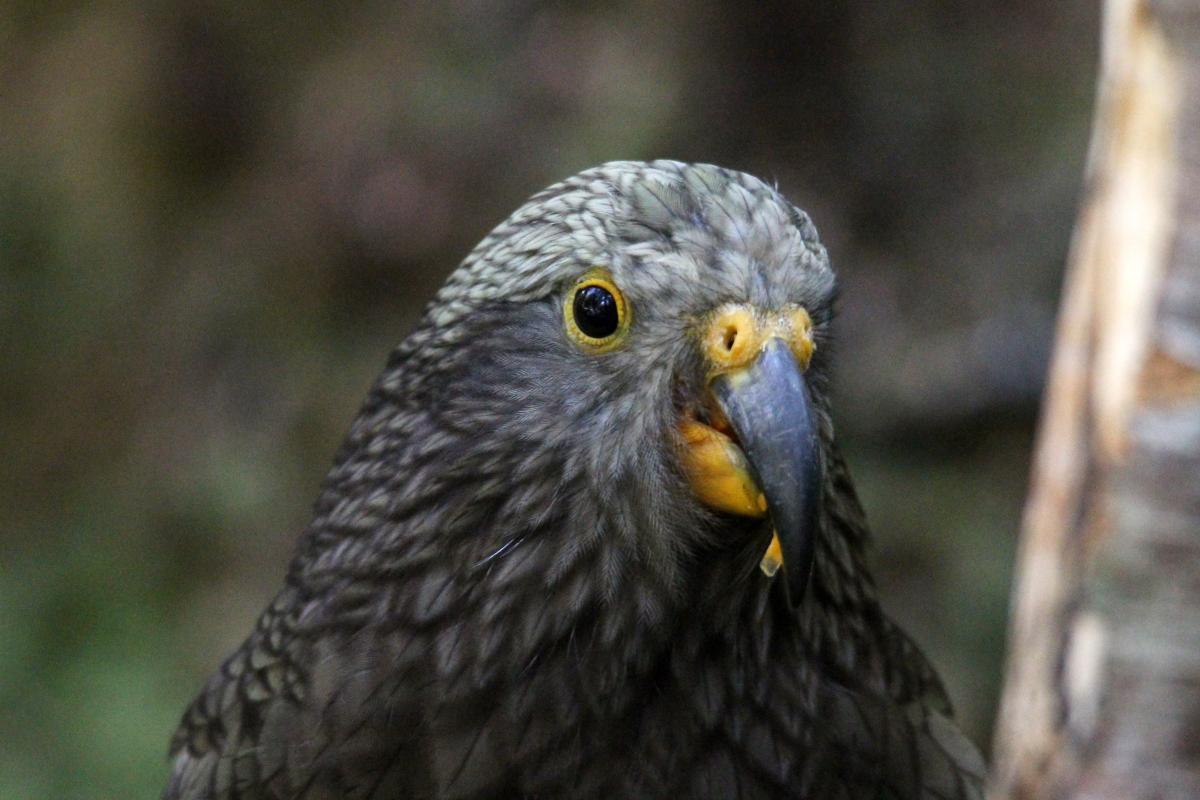 Kea (Nestor notabilis)